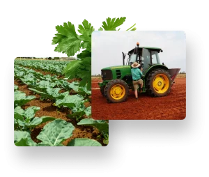 About Fresh Food Schools