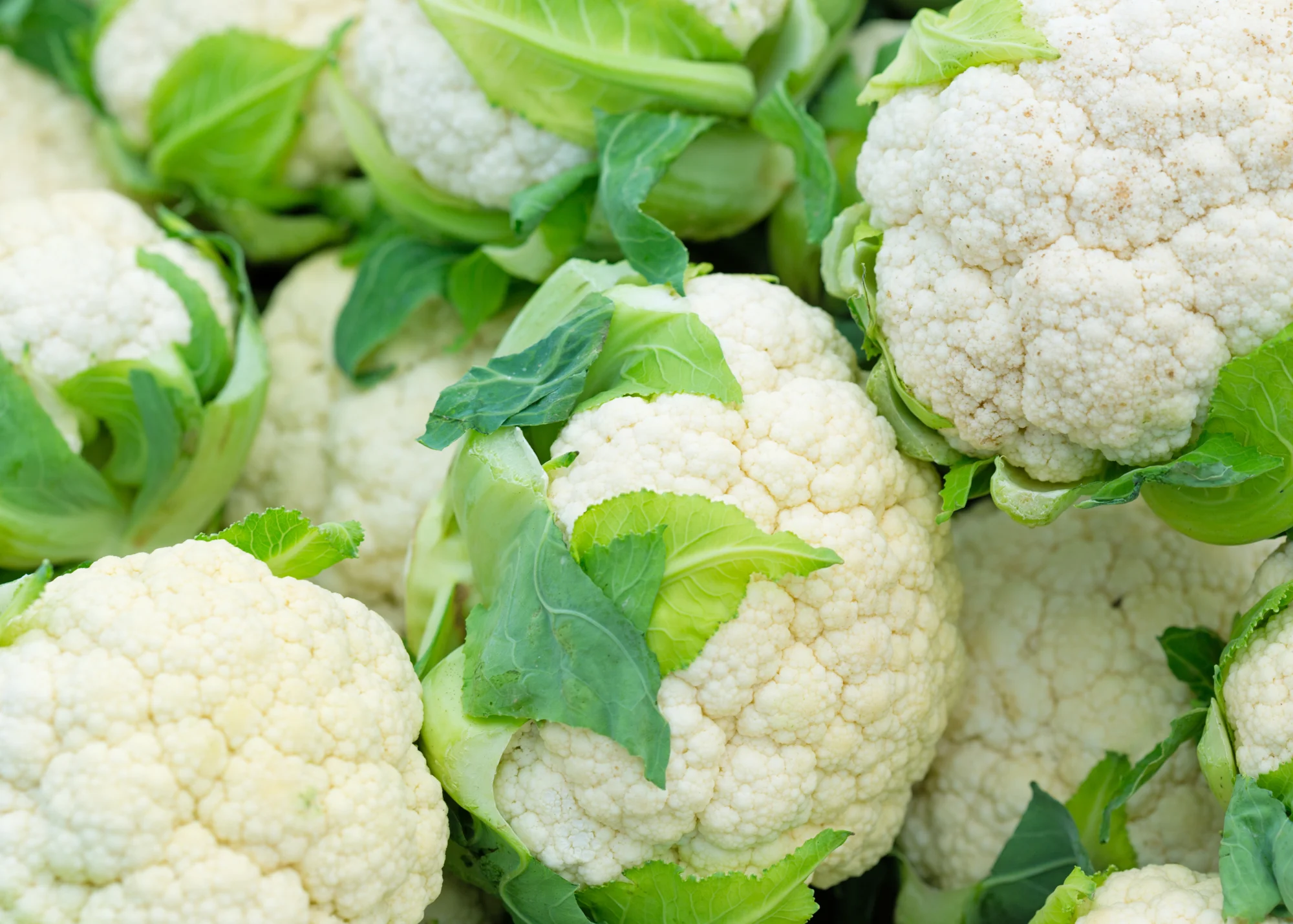 Cauliflower 2