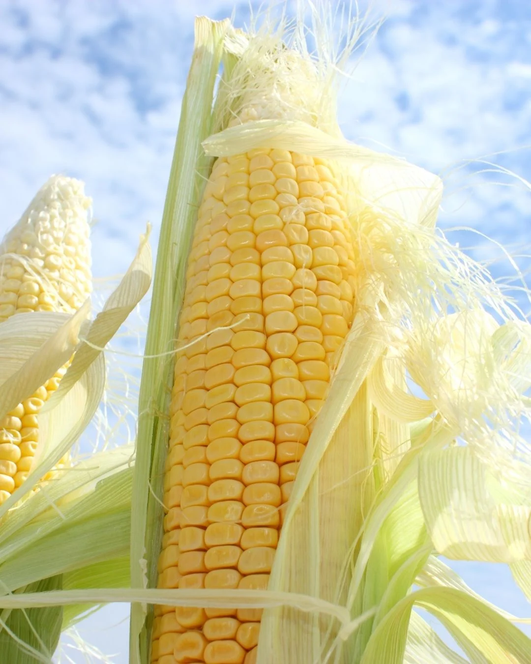 Beyond The Cob Feature Image