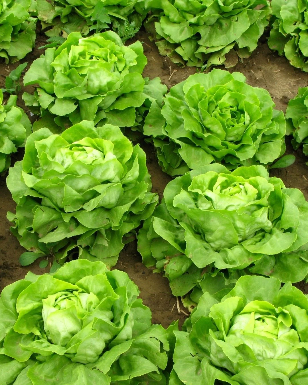 Food Security Cover Image