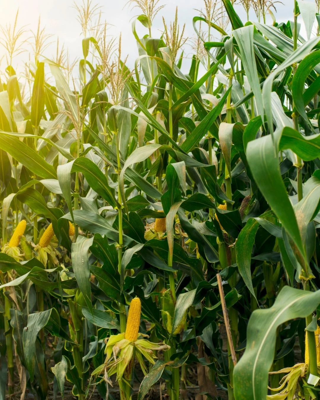 Sweet Corn Innovation Feature Image